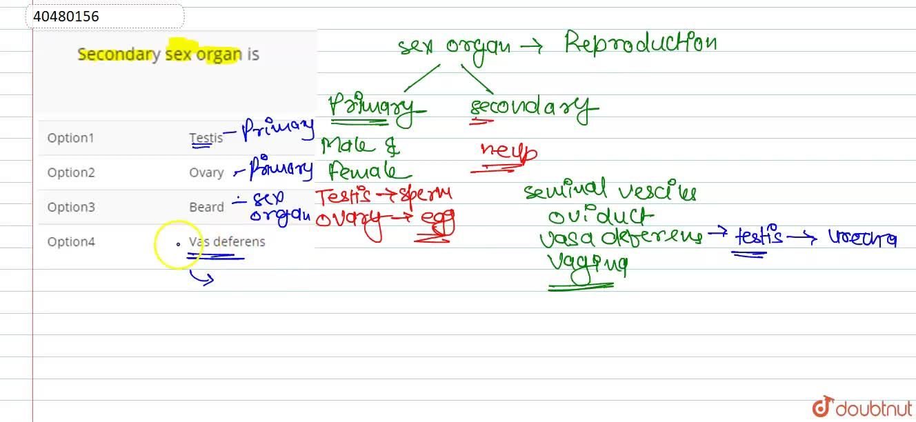 Secondary sex organ is