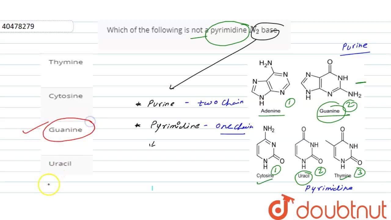 Which Of The Following Is Not A Pyrimidine N_(2) Base- Which Of The Following Is Not A Pyrimidine N_(2) Base-
