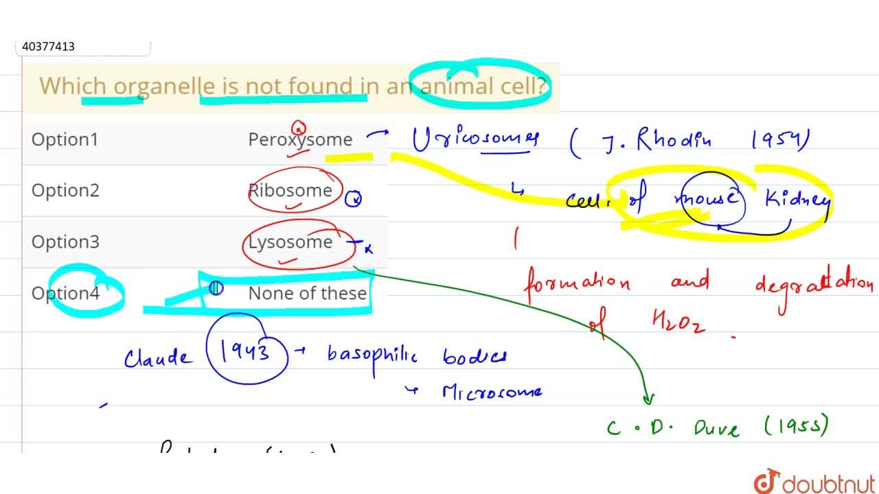 Which organelle is not found in an animal cell? Which organelle is not found in an animal cell?