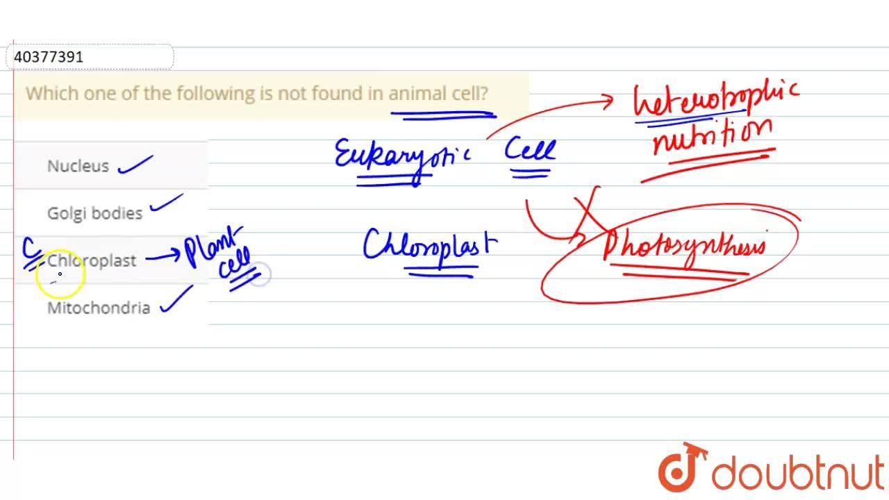 Which one of the following is not found in animal cell?