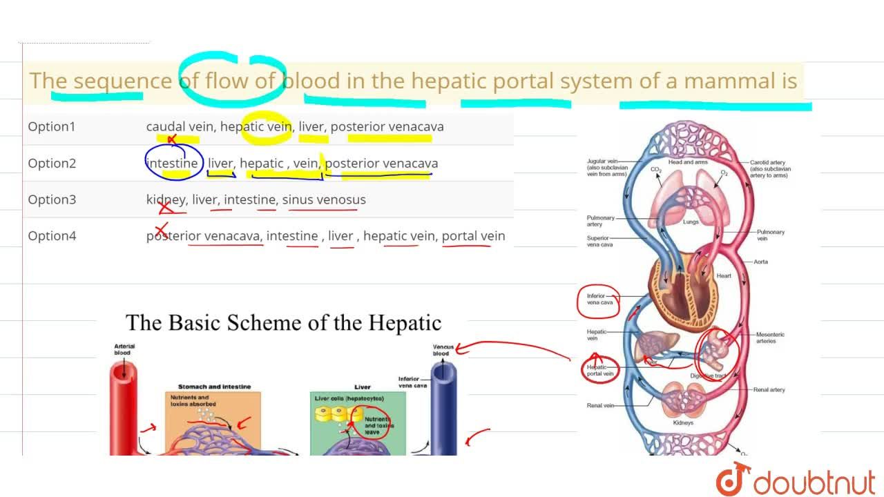 hepatic portal system