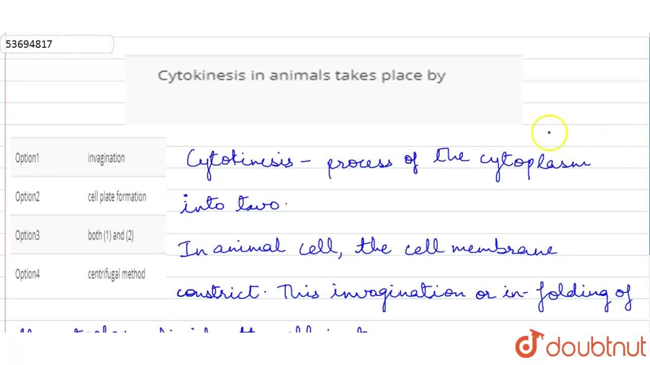 Cytokinesis in animals takes place by