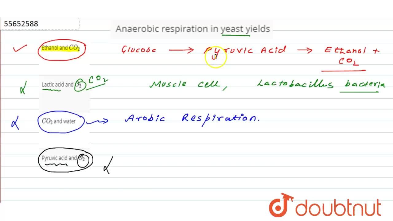 yeast in anaerobic respiration
