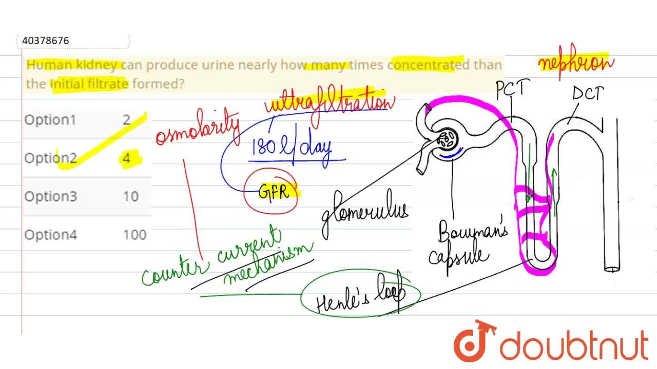Human kidney can produce urine nearly how many times concentrated than the  initial filtrate formed?