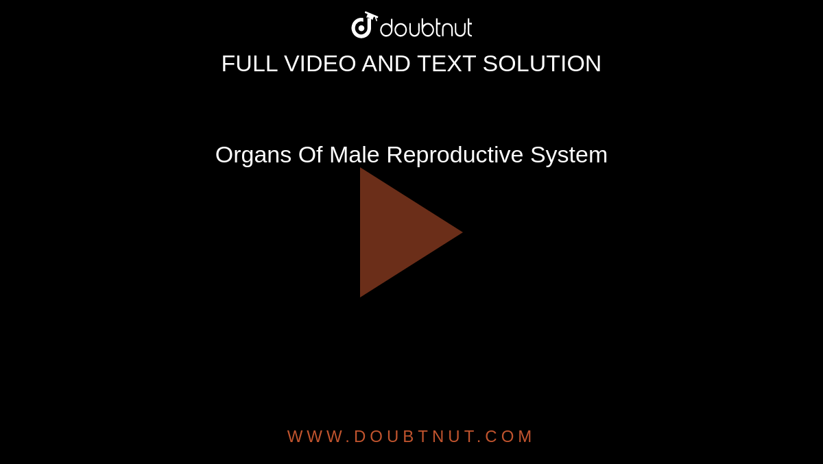 Organs Of Male Reproductive System