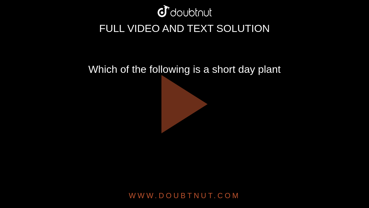 Which of the following is a short day plant