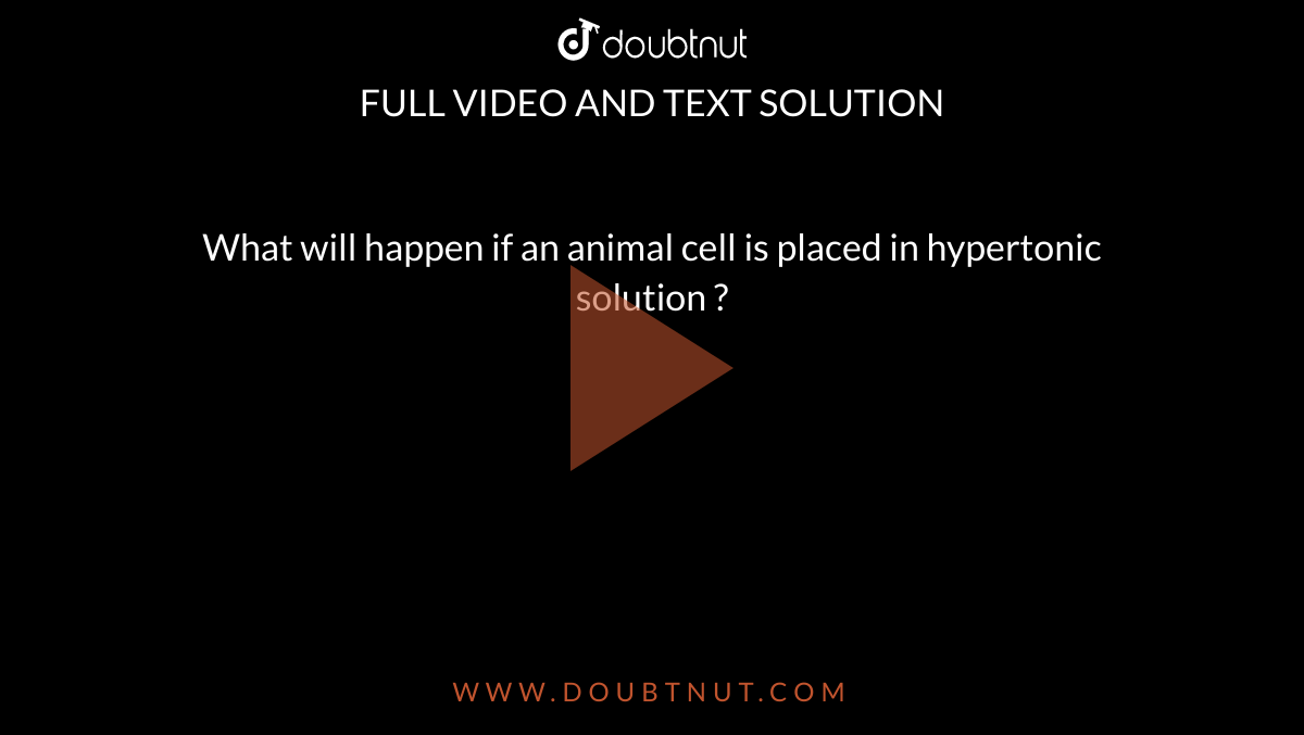 What will happen if an animal cell is placed in hypertonic solution ?