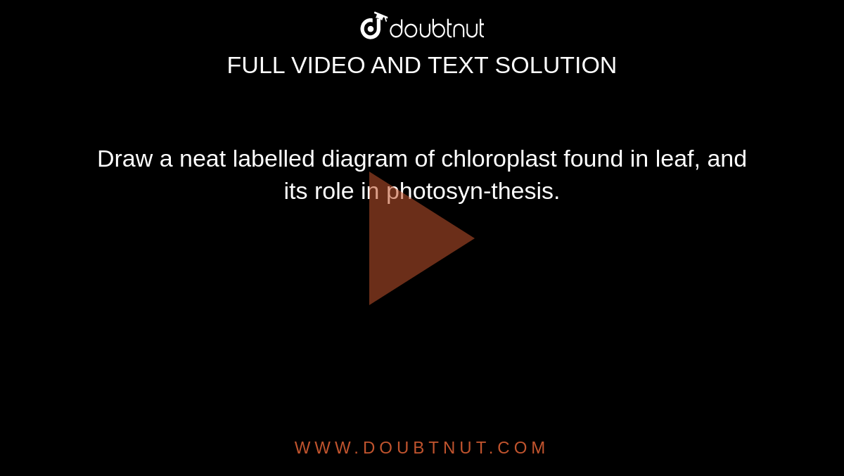 chloroplast diagram labeled