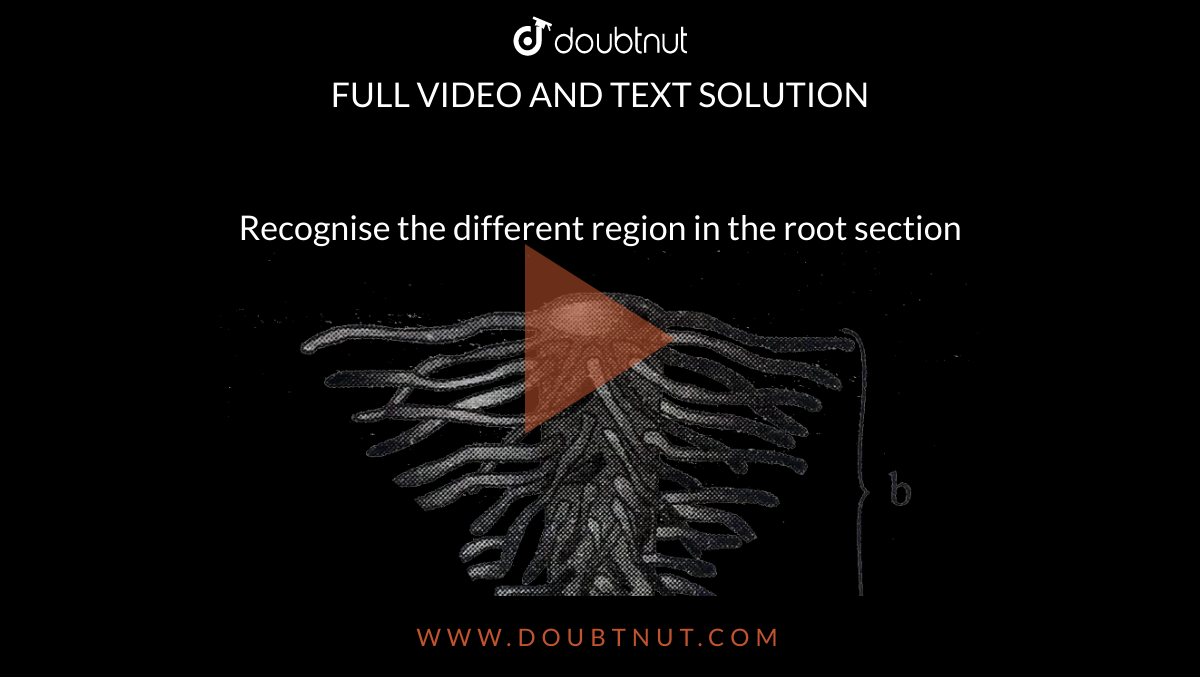 Recognise the different region in the root section <br> <img src="https://d10lpgp6xz60nq.cloudfront.net/physics_images/A2Z_BIO_XI_C05_E01_006_Q01.png" width="80%"> <br> i. Root cap <br> ii. Region of meristematic activity <br> iii. Region of elongation <br> iv. Region of maturation