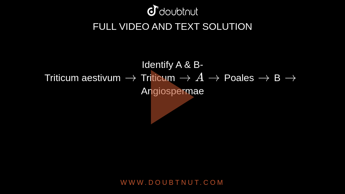 Identify A & B- <br> Triticum aestivum`to`Triticum`toAto`Poales`to`B`to` Angiospermae