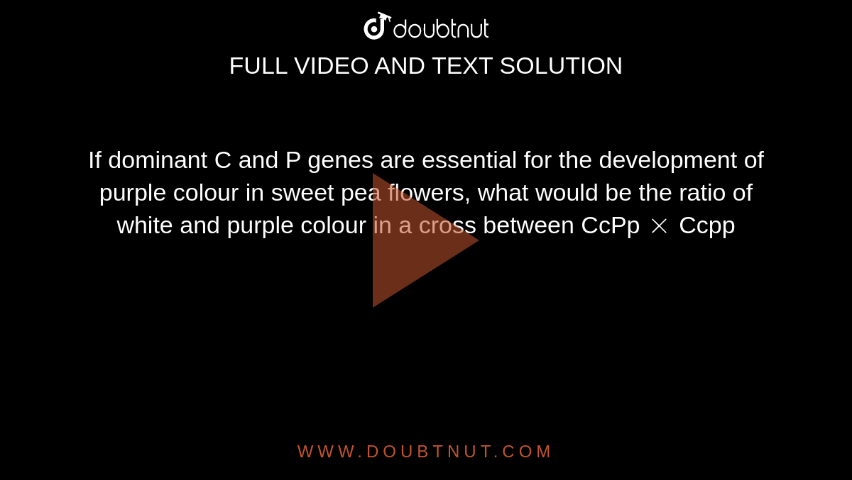 If dominant C and P genes are essential for the development of purple colour in sweet pea flowers, what would be the ratio of white and purple colour in a cross between CcPp`xx`Ccpp 