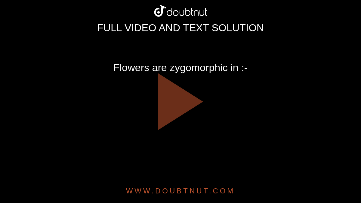 Flowers are zygomorphic in :-