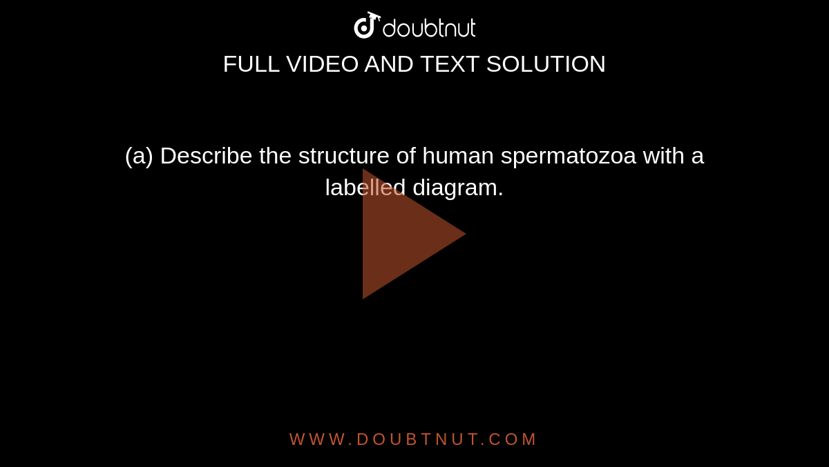 (a) Describe the structure of human spermatozoa with a labelled diagram.