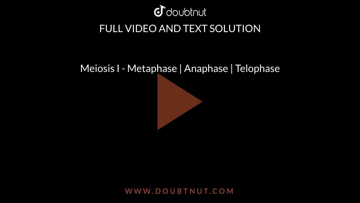Meiosis I - Metaphase | Anaphase | Telophase