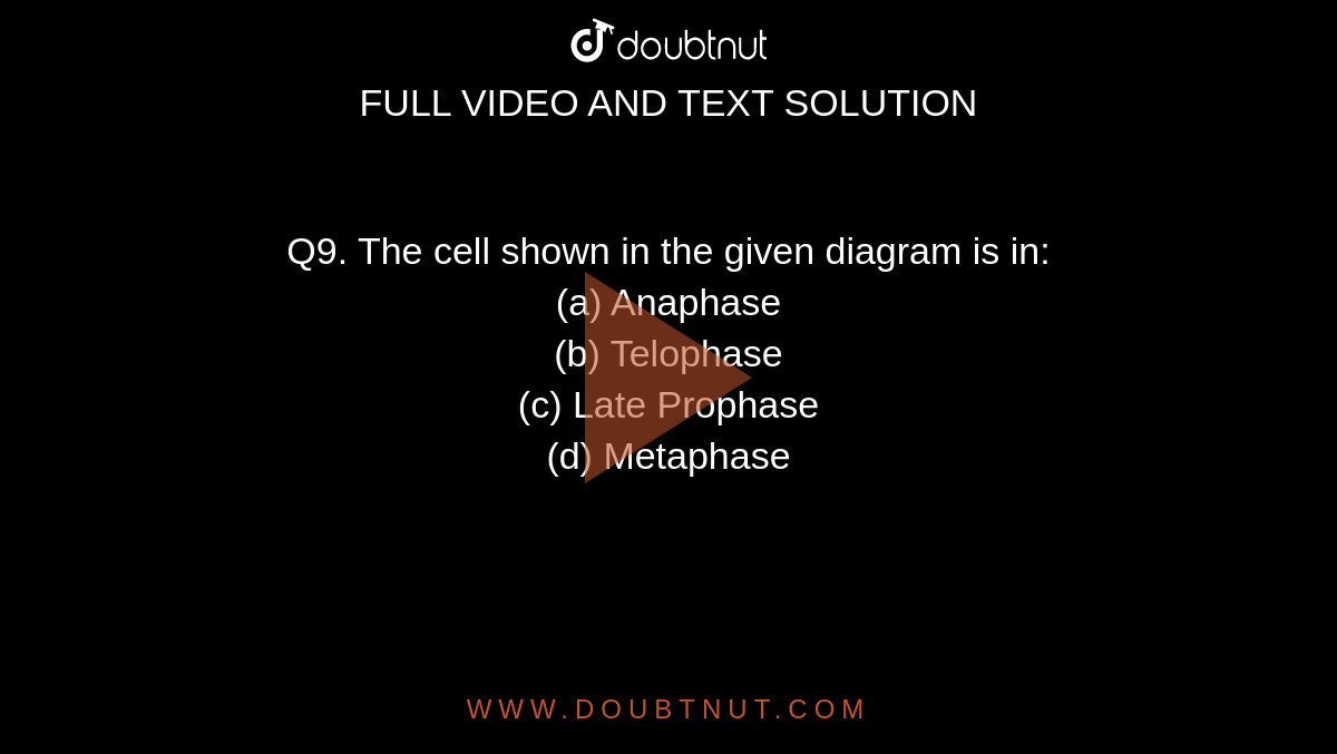 Q9. The cell shown in the given
diagram is in:

<br>
(a) Anaphase<br>
(b) Telophase<br>
(c) Late Prophase<br>

(d) Metaphase
