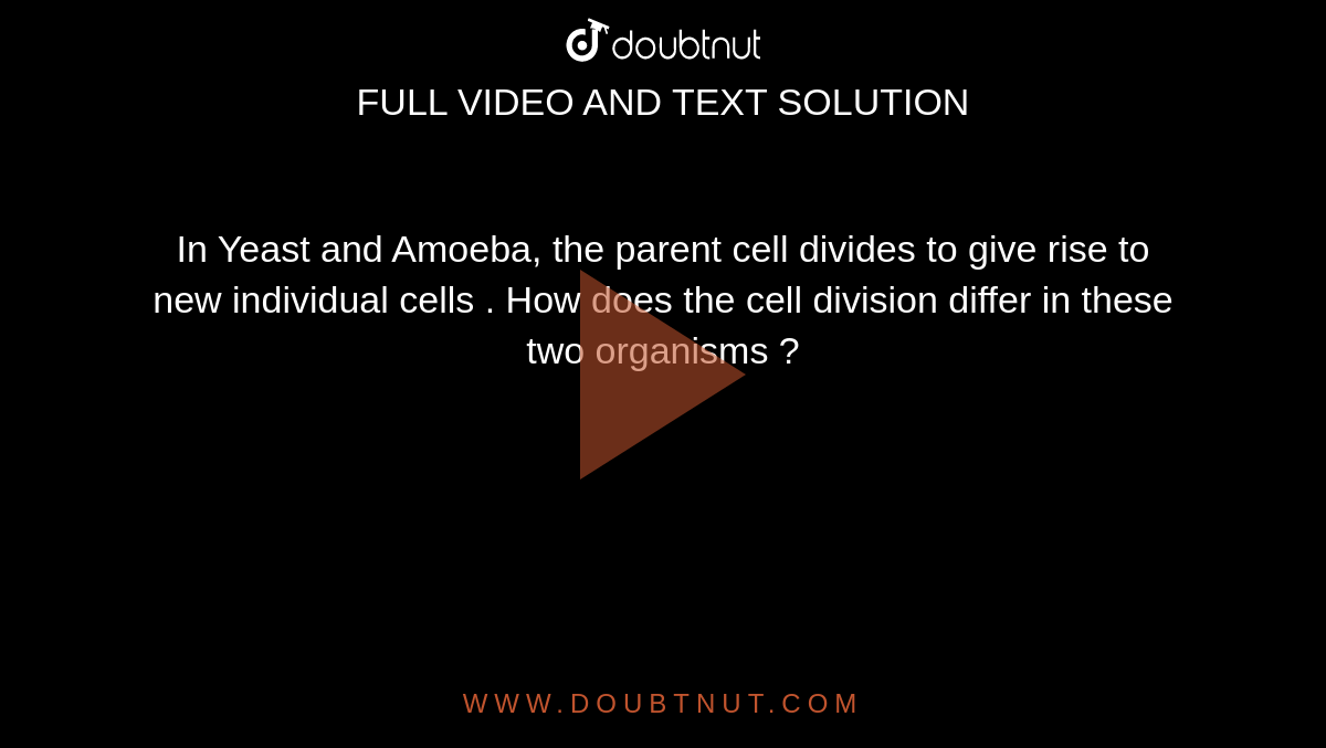 solved-how-does-cell-division-differ-between-animal-and-chegg