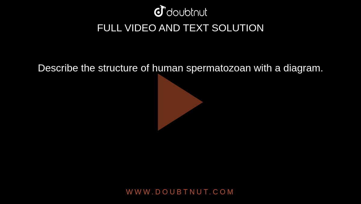 Describe the structure of human spermatozoan with a diagram.