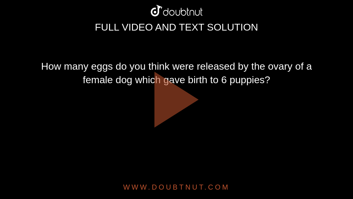 how many eggs are released during ovulation in dogs