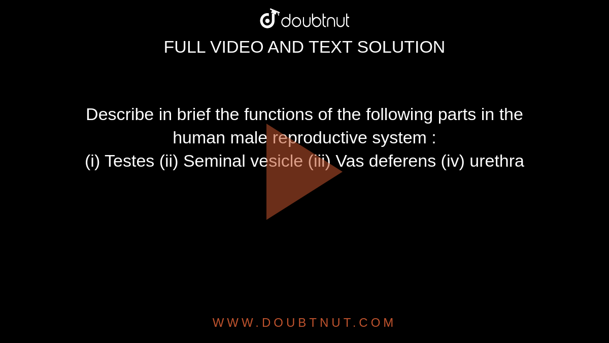 Describe in brief the functions of the following parts in the human male  reproductive system : (i) Testes (ii) Seminal vesicle (iii) Vas deferens  (iv) urethra
