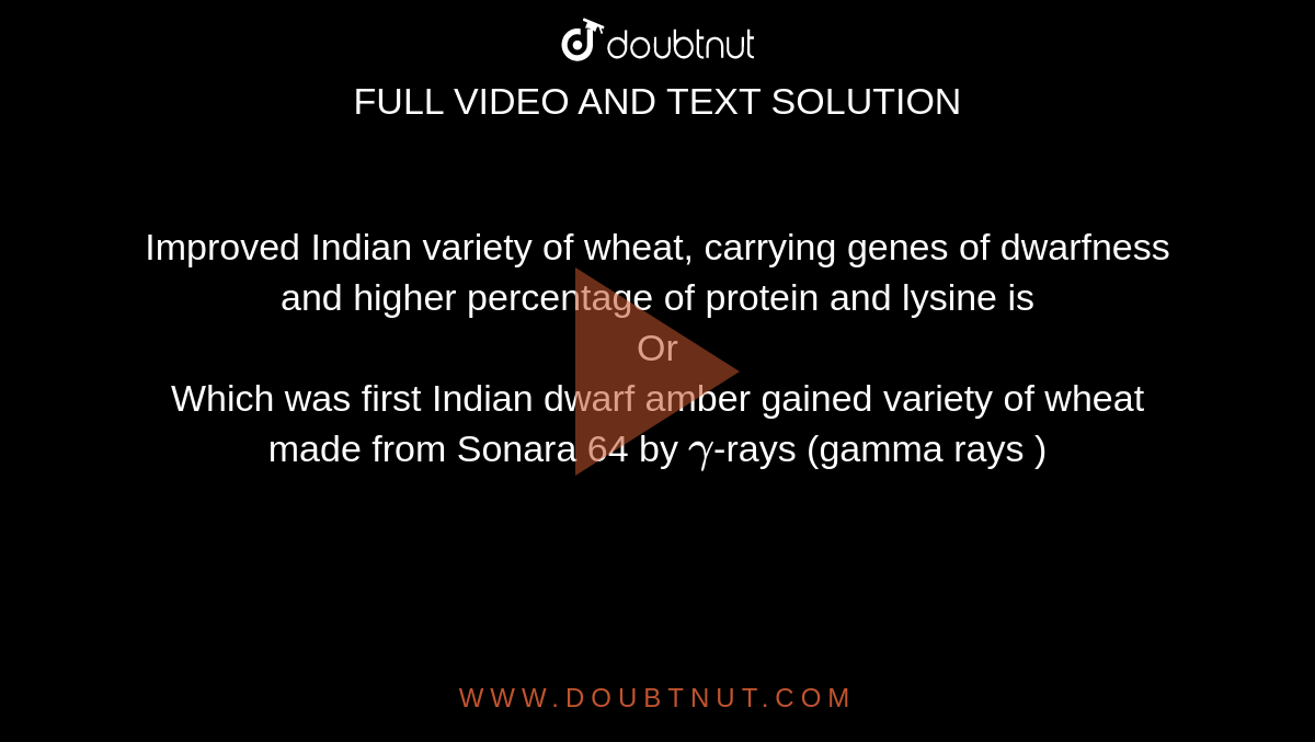 Improved Indian variety of wheat, carrying genes of dwarfness and higher percentage of protein and lysine is <br> Or <br> Which was first Indian dwarf amber gained variety of wheat made from Sonara 64 by `gamma`-rays (gamma rays )