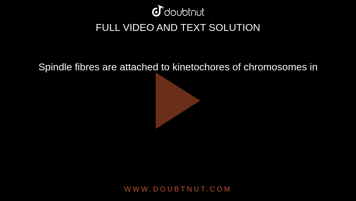 Spindle fibres are attached to kinetochores of chromosomes in