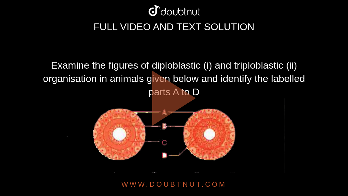 Examine the figures of diploblastic  (i) and  triploblastic (ii) organisation  in animals given below and identify the labelled parts A to D <br> <img src="https://doubtnut-static.s.llnwi.net/static/physics_images/AKS_NEET_OBJ_BIO_XI_V01_A_C04_E02_009_Q01.png" width="80%">