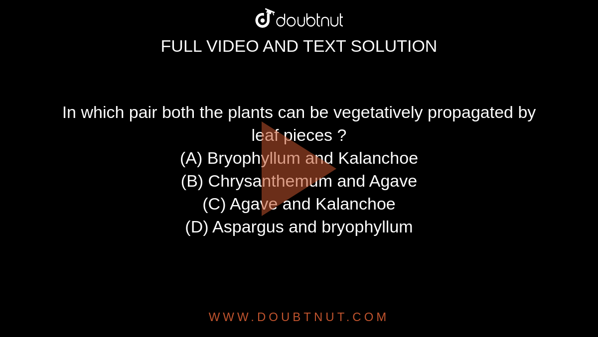 In which pair both the plants can be vegetatively propagated by leaf pieces ? 
<br> (A) Bryophyllum and Kalanchoe
<br> (B) Chrysanthemum and Agave
<br> (C) Agave and Kalanchoe
<br> (D) Aspargus and bryophyllum