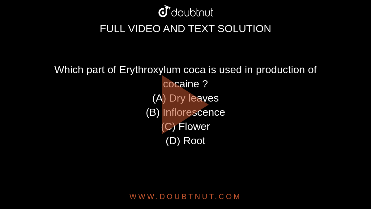 Which part of Erythroxylum coca is used in production of cocaine ?
<br>(A) Dry leaves

<br>(B) Inflorescence

<br>(C) Flower

<br>(D) Root
