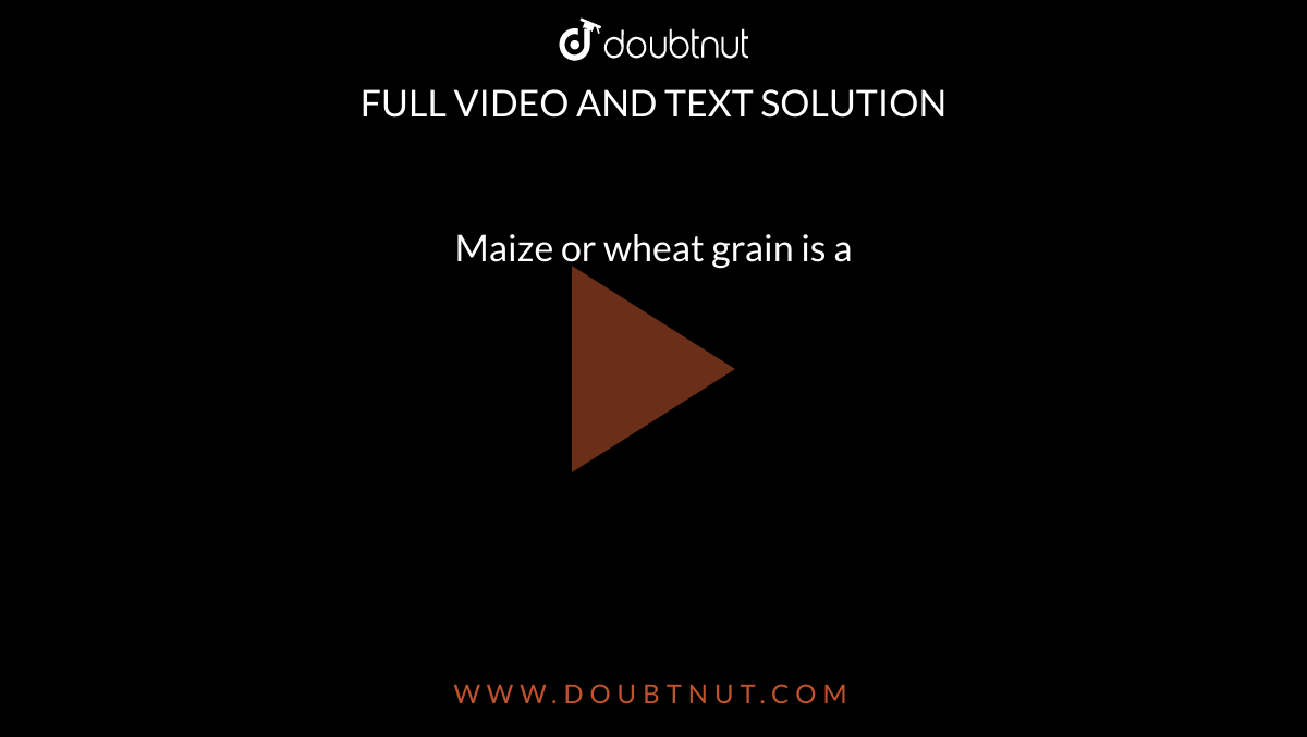 Maize or wheat grain is a 