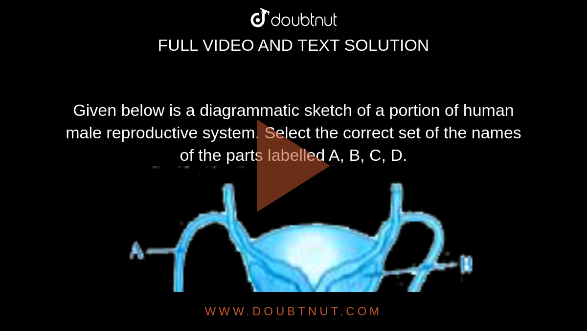 Given below is a diagrammatic sketch of a portion of human male reproductive system. Select the correct set of the names of the parts labelled  A, B, C, D. <br> <img src="https://doubtnut-static.s.llnwi.net/static/physics_images/KPK_AIO_BIO_XII_C03_E06_074_Q01.png" width="80%"> 