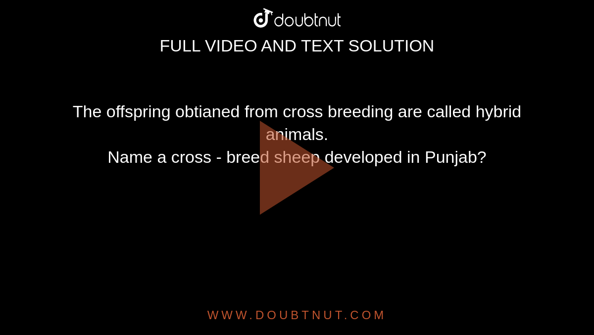 The offspring obtianed from cross breeding are called hybrid animals. Name  a cross - breed sheep developed in Punjab?