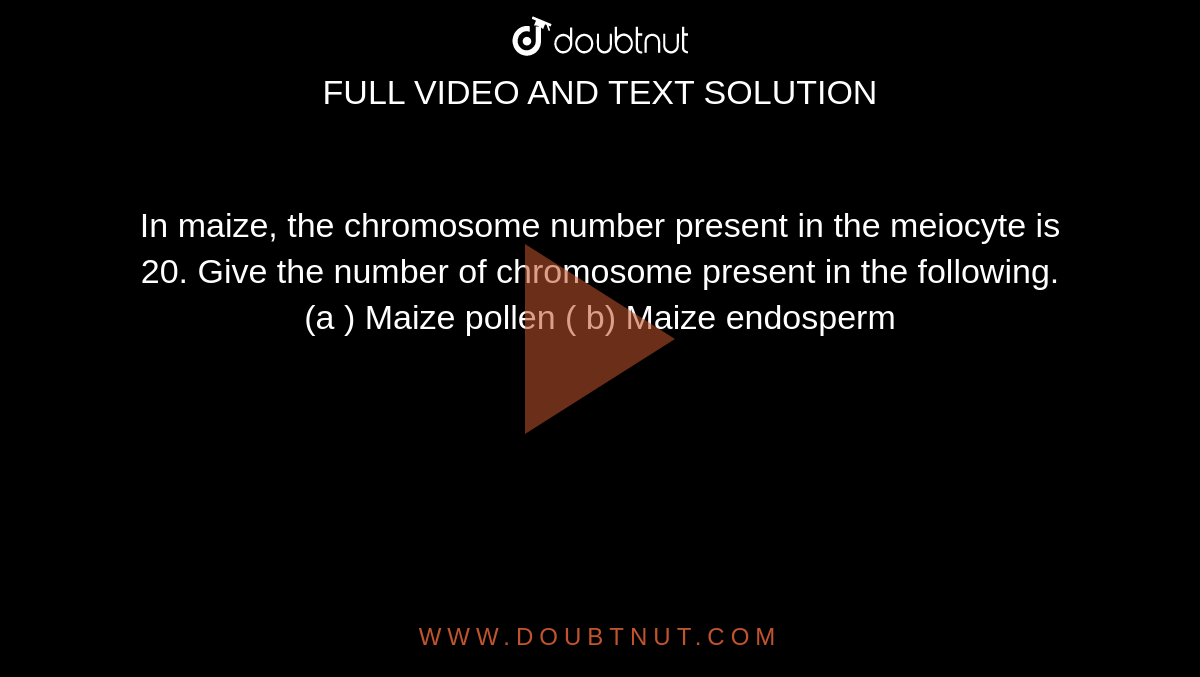In maize, the chromosome number present in the meiocyte is 20. Give the