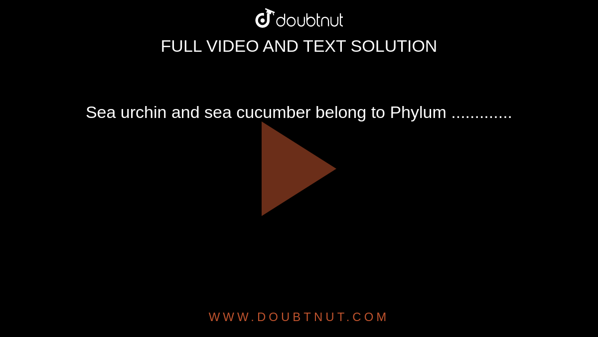 what phylum do sea urchins belong to