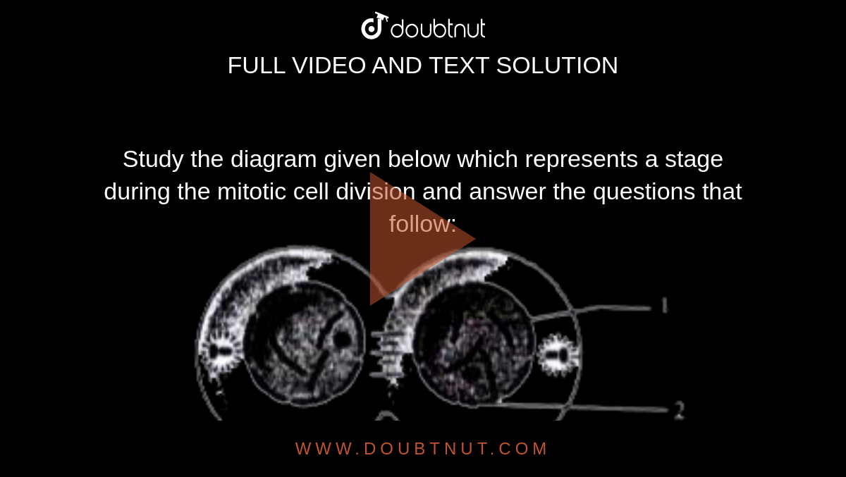 Study The Diagram Given Below Which Represents A Stage During The ...