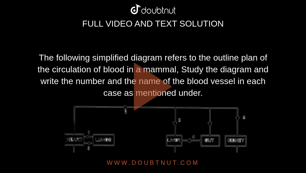 The following simplified diagram refers to the outline plan of the circulation of blood in a mammal, Study the diagram and write the number and the name of the blood vessel in each case as mentioned under. <br> <img src="https://doubtnut-static.s.llnwi.net/static/physics_images/EVR_ANM_ICSE_BIO_X_C07_E01_082_Q01.png" width="80%"> <br> Several hours after a meal containing a lot of protein, which vessel will contain the highest concentration of urea?