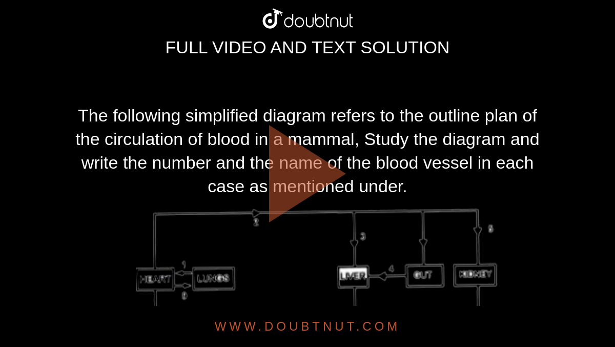 The following simplified diagram refers to the outline plan of the circulation of blood in a mammal, Study the diagram and write the number and the name of the blood vessel in each case as mentioned under. <br> <img src="https://doubtnut-static.s.llnwi.net/static/physics_images/EVR_ANM_ICSE_BIO_X_C07_E01_083_Q01.png" width="80%"> <br> Which vessel contains the highest concentration of amino acids and glucose soon after a meal?