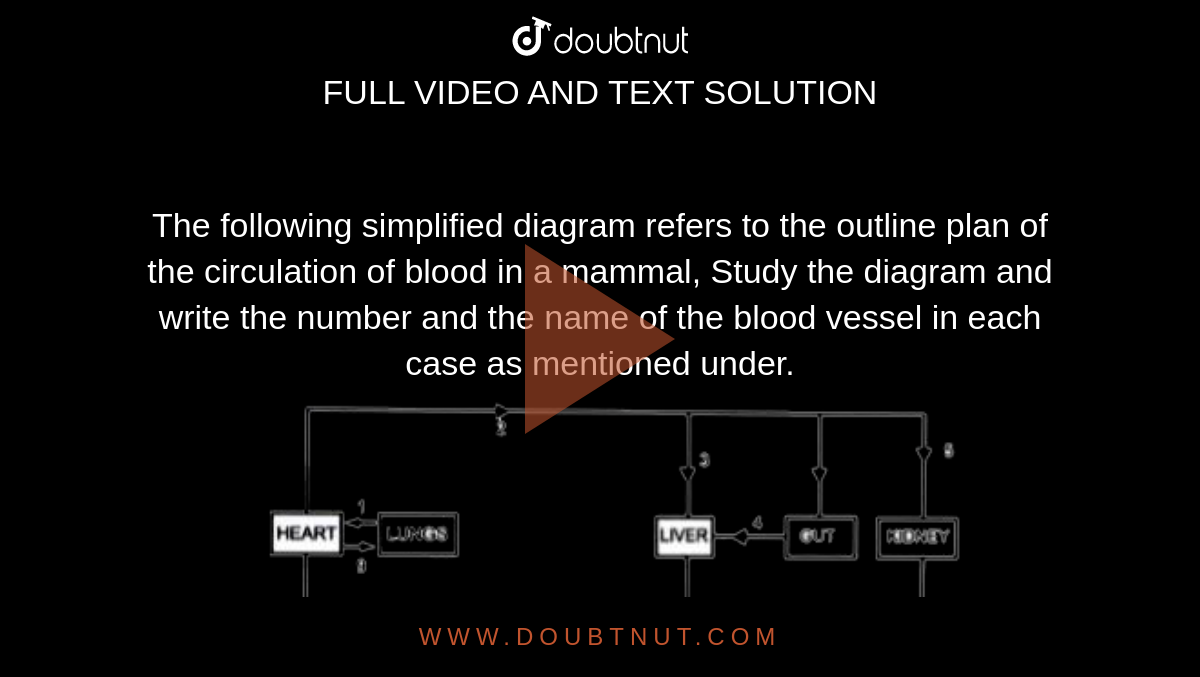 The following simplified diagram refers to the outline plan of the circulation of blood in a mammal, Study the diagram and write the number and the name of the blood vessel in each case as mentioned under. <br> <img src="https://doubtnut-static.s.llnwi.net/static/physics_images/EVR_ANM_ICSE_BIO_X_C07_E01_085_Q01.png" width="80%"> <br>  Which vessel will contain the smallest number of red blood cells per unit volume of blood ?