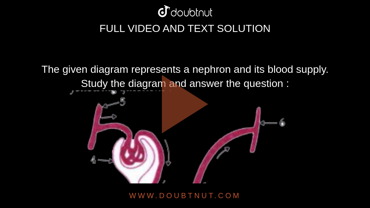 The given diagram represents a nephron and its blood supply. Study the diagram and answer the question : <br>  <img src="https://doubtnut-static.s.llnwi.net/static/physics_images/GRU_ICSE_10Y_SP_X_BIO_14_E01_079_Q01.png" width="80%">  <br> Name the blood vessel which contains the least amount of urea in this diagram.