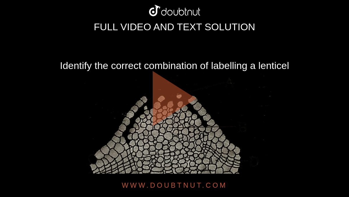 1 to pore, 2to cork cambium, 3 to secondary cortex, 4to cork, 5 to com