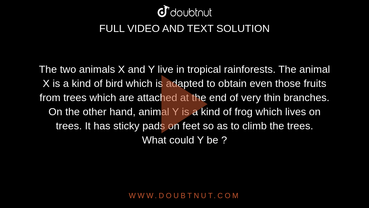 The two animals X and Y live in tropical rainforests. The animal X is a  kind of bird which is adapted to obtain even those fruits from trees which  are attached at