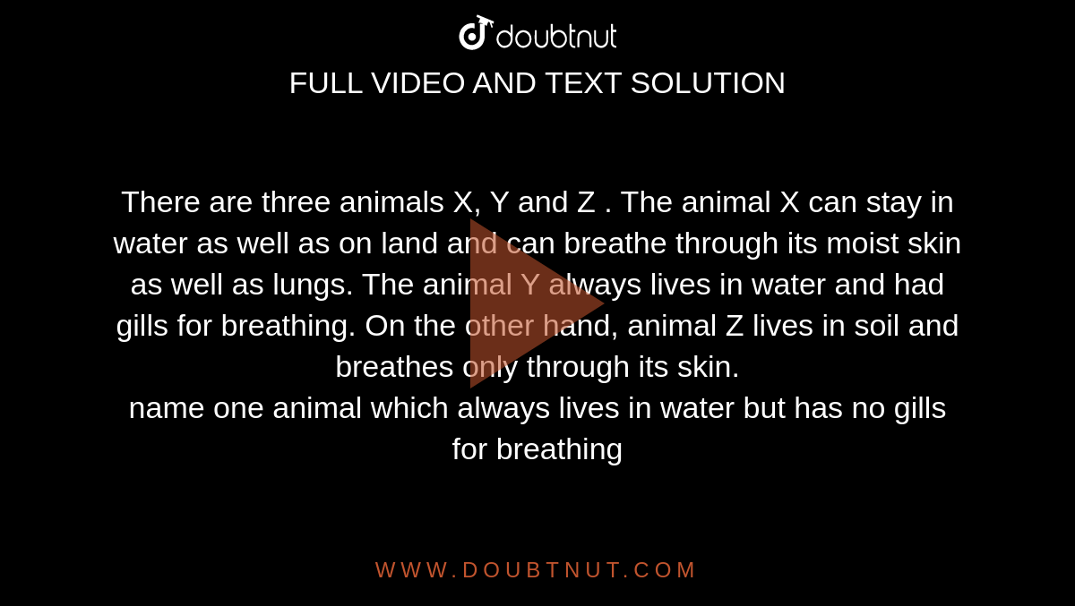 There are three animals X, Y and Z . The animal X can stay in water as well  as on land and can breathe through its moist skin as well as lungs.