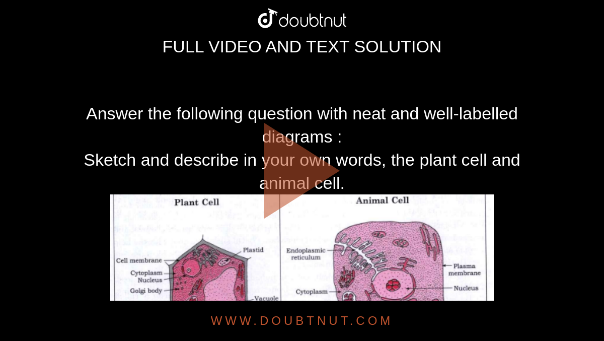 Answer the following question with neat and well-labelled diagrams : Sketch  and describe in your own words, the plant cell and animal cell.