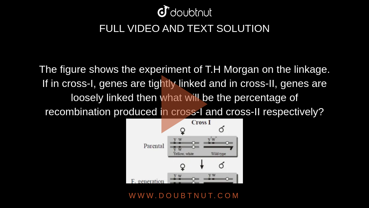 in morgan's experiment what will be the percentage