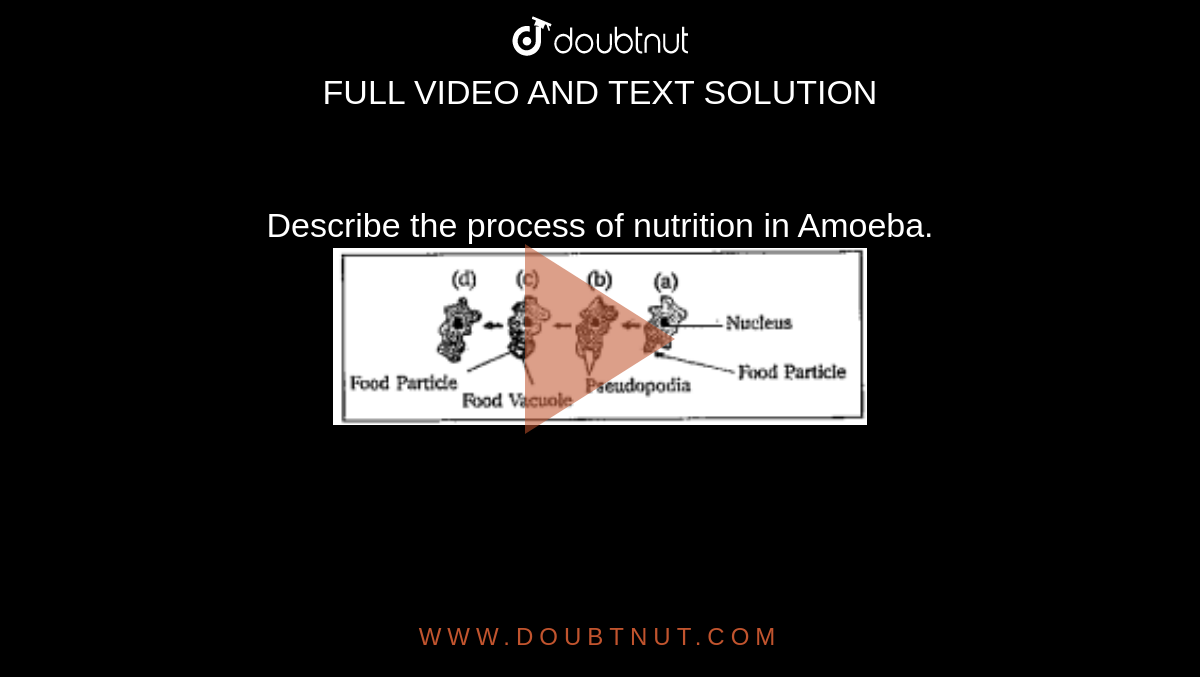 Describe the process of nutrition in Amoeba.<br><img src="https://d10lpgp6xz60nq.cloudfront.net/physics_images/BYD_BIO_X_P1_C01_S08_020_Q01.png" width="80%">