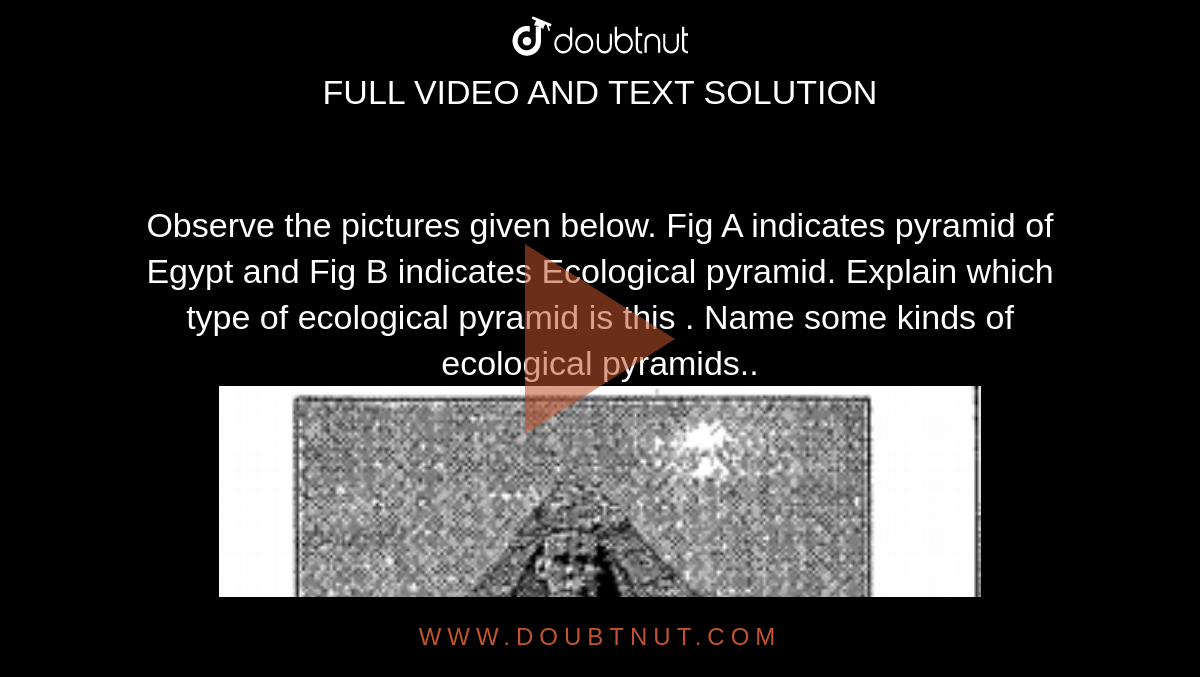 Observe the pictures given below. Fig A indicates pyramid of Egypt and Fig B indicates Ecological pyramid. Explain which type of ecological pyramid is this . Name some kinds of ecological pyramids..<Br><img src="https://d10lpgp6xz60nq.cloudfront.net/physics_images/BYD_BIO_X_P2_C09_S08_025_Q01.png" width="80%">