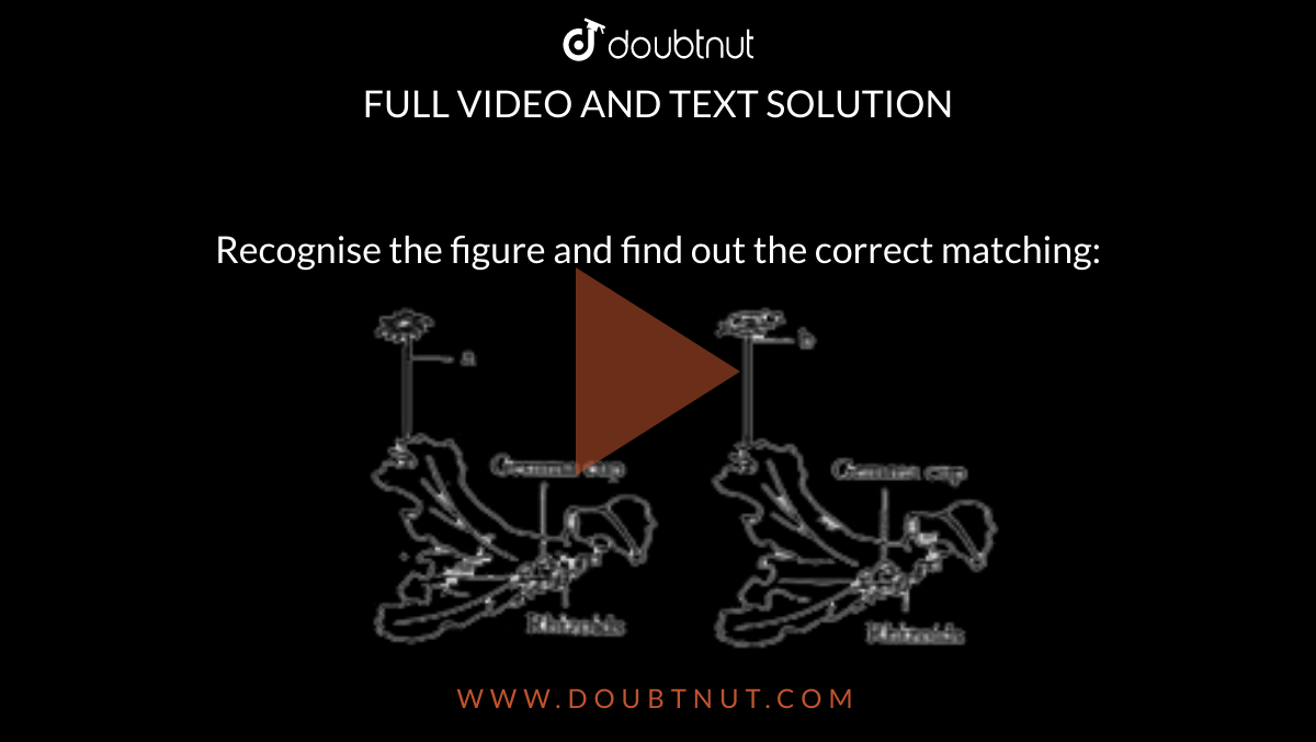 Recognise the figure and find out the correct matching: <br> <img src="https://doubtnut-static.s.llnwi.net/static/physics_images/BRL_NEET_BIO_XI_C03_E01_066_Q01.png" width="80%"> 