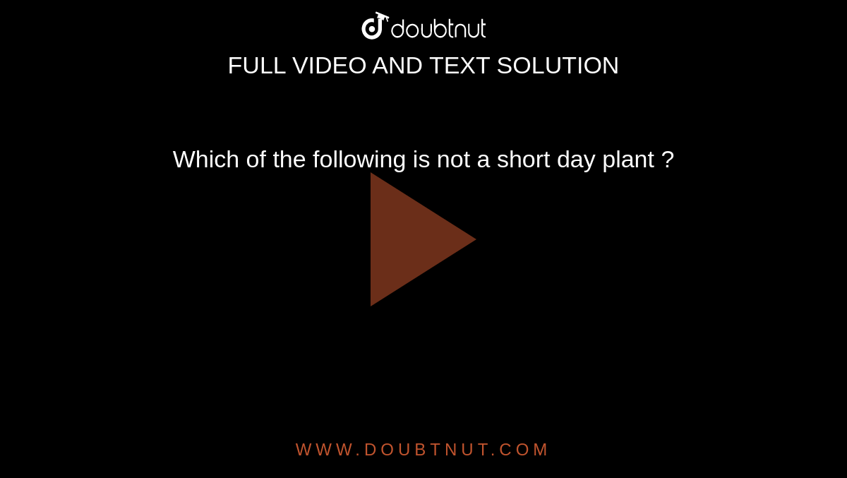 Which of the following  is not a short day plant ?