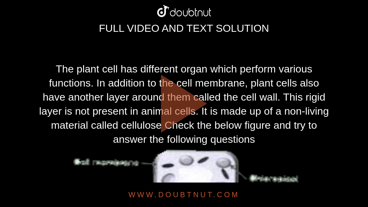 The plant cell has different organ which perform various functions. In  addition to the cell membrane, plant cells also have another layer around  them called the cell wall. This rigid layer is