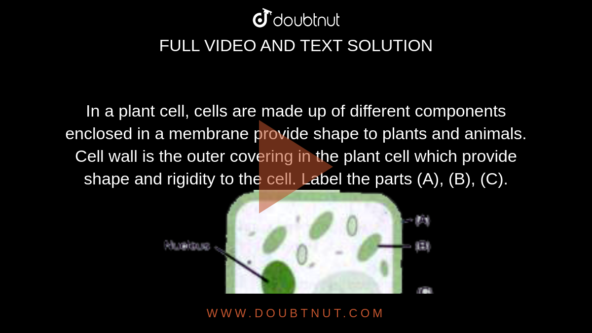 In a plant cell, cells are made up of different components enclosed in a  membrane provide shape to plants and animals. Cell wall is the outer  covering in the plant cell which