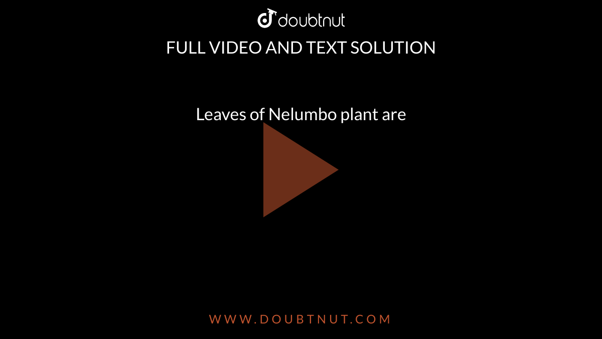 Leaves of Nelumbo plant are